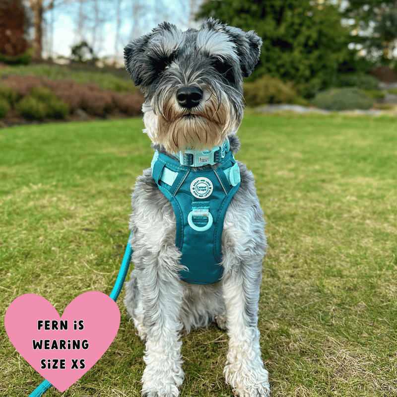 Trail & Glow® Dog Harness Bundle Set - COLOUR DROPS® - Ice Teal - Bailey and Coco (UK)