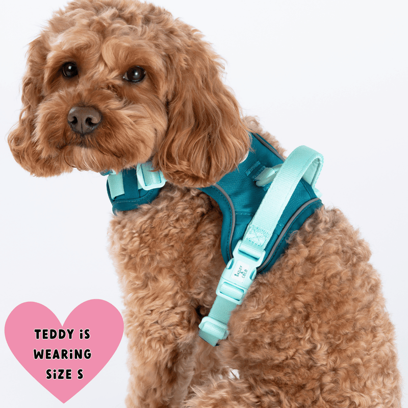 Trail & Glow® Dog Harness Bundle Set - COLOUR DROPS® - Ice Teal - Bailey and Coco (UK)