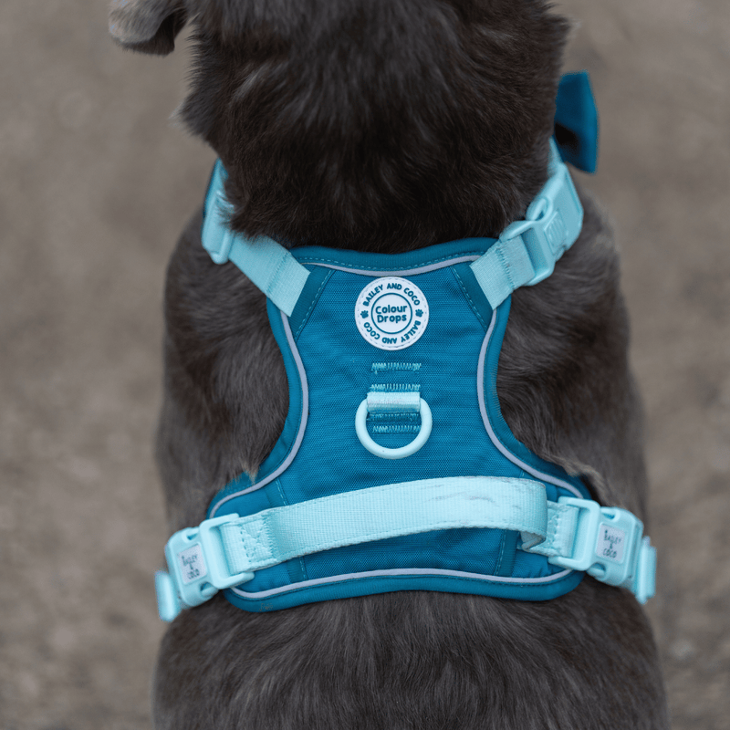 Trail & Glow® Dog Harness Bundle Set - COLOUR DROPS® - Ice Teal - Bailey and Coco (UK)