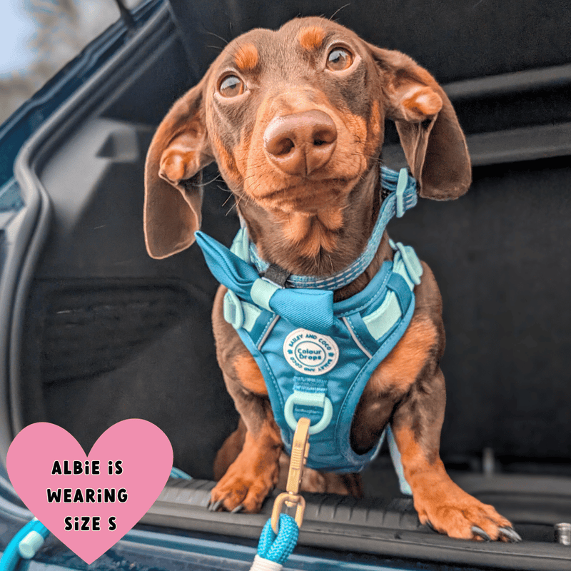 Trail & Glow® Dog Harness Bundle Set - COLOUR DROPS® - Ice Teal - Bailey and Coco (UK)