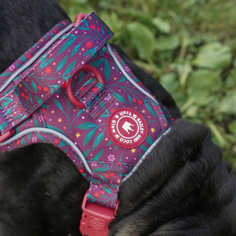 Trail & Glow - Dog Harness Bundle Set - Colour Drops - Jingle Berry - Bailey and Coco (UK)