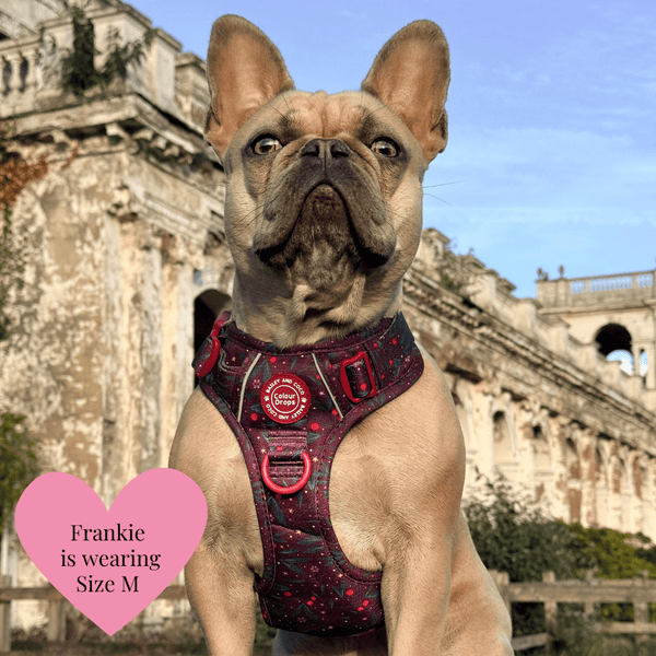Trail & Glow - Dog Harness Bundle Set - Colour Drops - Jingle Berry - alternate view