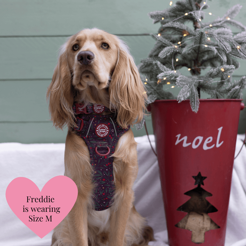 Trail & Glow - Dog Harness Bundle Set - Colour Drops - Jingle Berry - Bailey and Coco (UK)