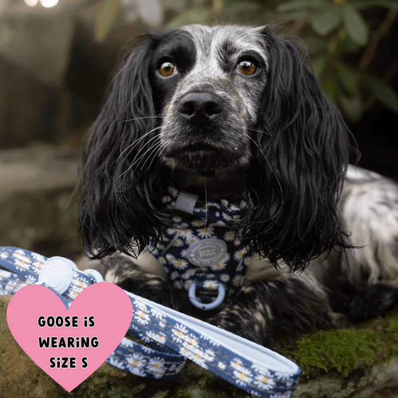 Trail & Glow Dog Harness Bundle Set - Colour Drops - Loves me, Loves me not - Bailey and Coco (UK)