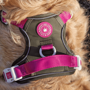 Trail & Glow® Dog Harness Bundle Set - COLOUR DROPS® - Olive it Hot - Bailey and Coco (UK)