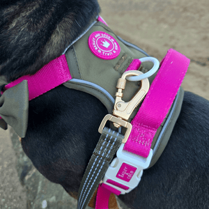 Trail & Glow® Dog Harness Bundle Set - COLOUR DROPS® - Olive it Hot - Bailey and Coco (UK)