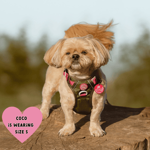 Trail & Glow® Dog Harness Bundle Set - COLOUR DROPS® - Olive it Hot - Bailey and Coco (UK)