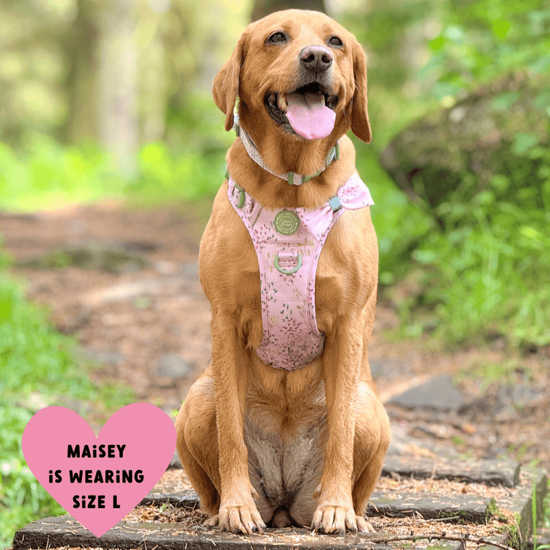 Trail & Glow® Dog Harness Bundle Set - COLOUR DROPS® - Pick Me - Bailey and Coco (UK)