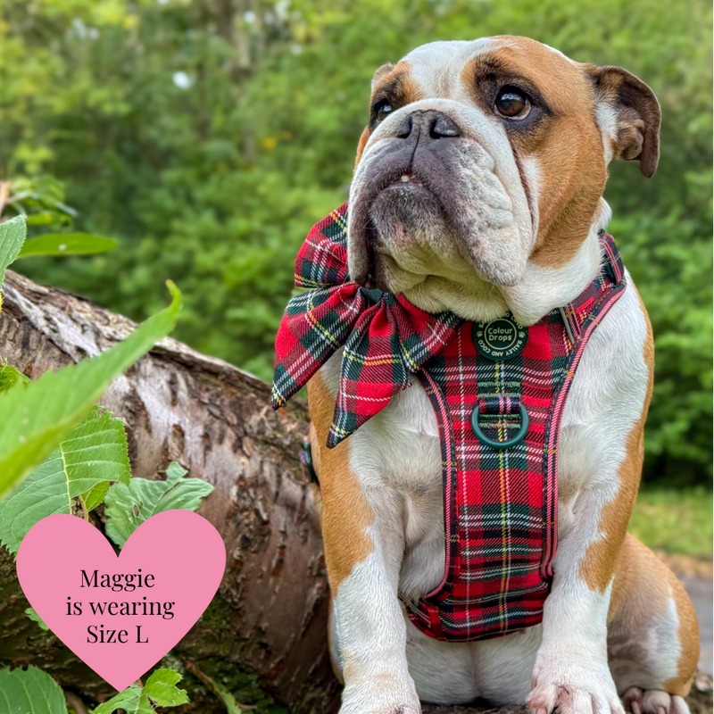 Trail & Glow - Dog Harness Bundle Set - Colour Drops - Red Highland Tartan - Bailey and Coco (UK)