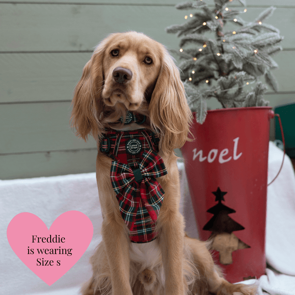 Trail & Glow - Dog Harness Bundle Set - Colour Drops - Red Highland Tartan - alternate view