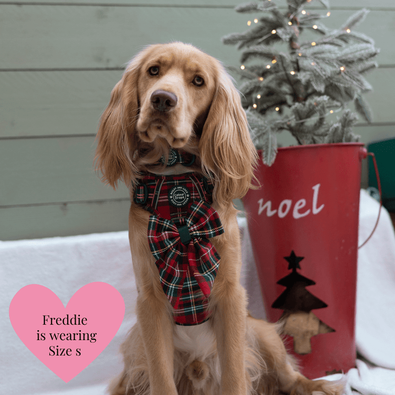 Trail & Glow - Dog Harness Bundle Set - Colour Drops - Red Highland Tartan - Bailey and Coco (UK)