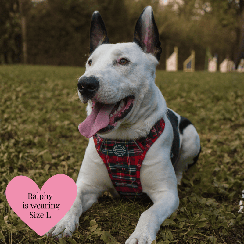 Trail & Glow - Dog Harness Bundle Set - Colour Drops - Red Highland Tartan - Bailey and Coco (UK)