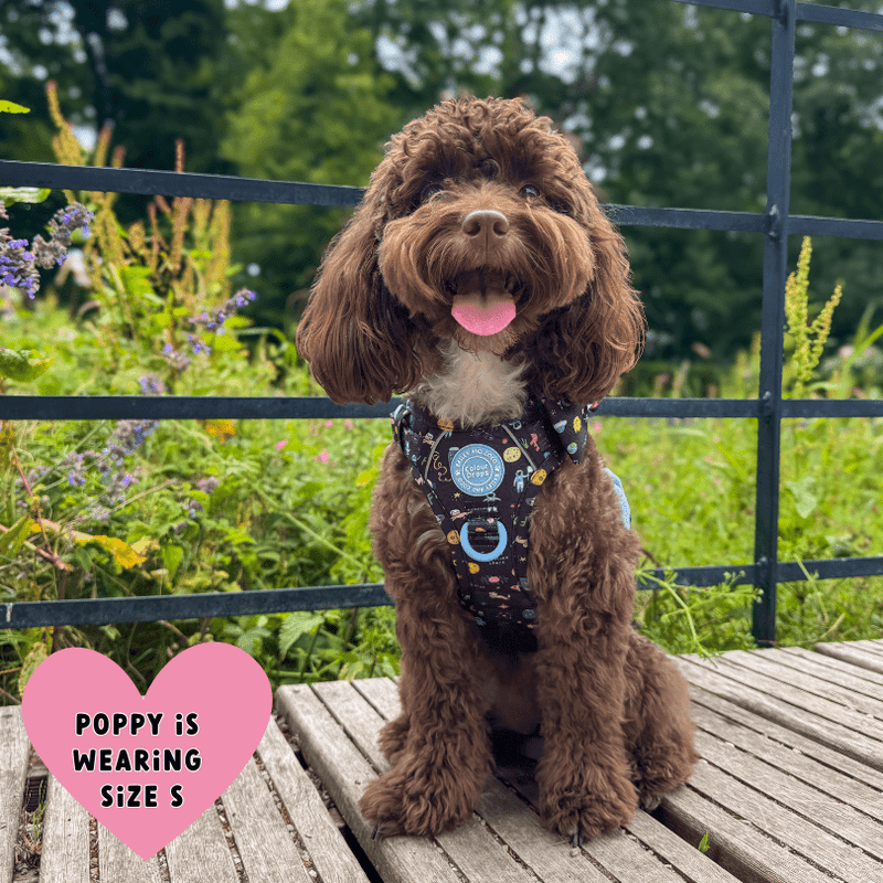 Trail & Glow® Dog Harness Bundle Set - COLOUR DROPS® - Space Paws - Bailey and Coco (UK)