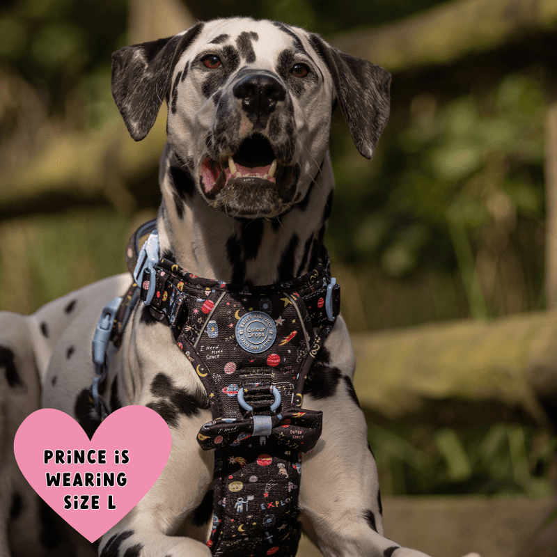 Trail & Glow® Dog Harness Bundle Set - COLOUR DROPS® - Space Paws - Bailey and Coco (UK)