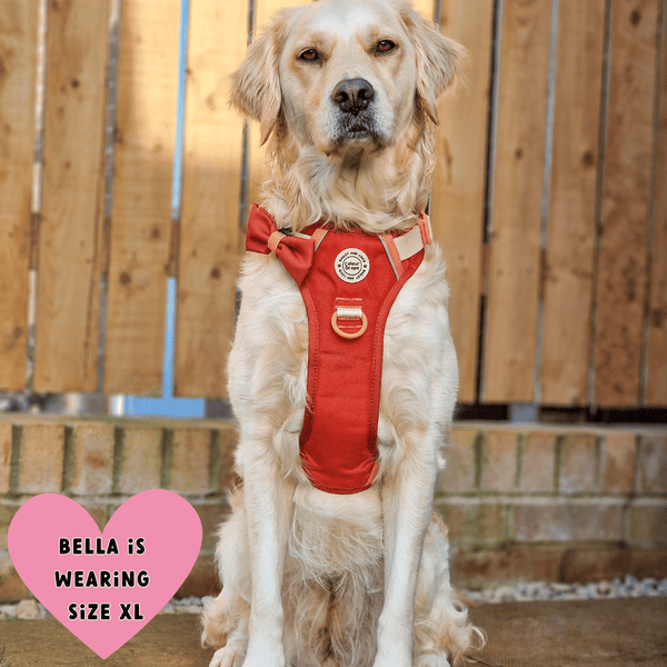 Trail & Glow® Dog Harness Bundle Set - COLOUR DROPS® - Spice it up - alternate view