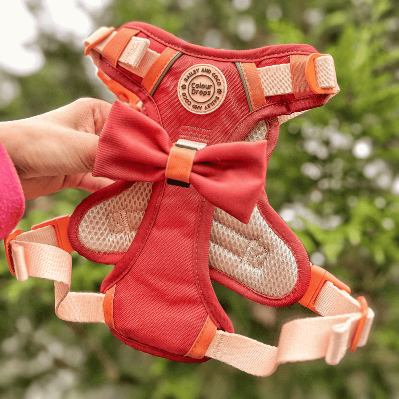 Trail & Glow® Dog Harness Bundle Set - COLOUR DROPS® - Spice it up - Bailey and Coco (UK)