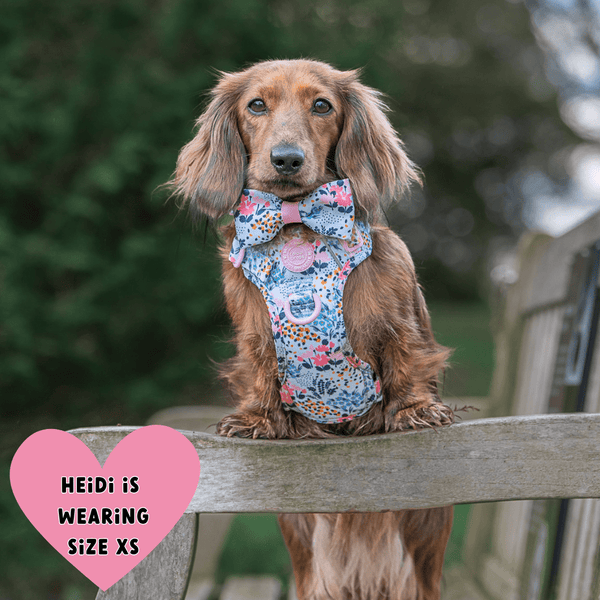 Trail & Glow Dog Harness & Lead Set - Colour Drops - Spring Dreams - alternate view