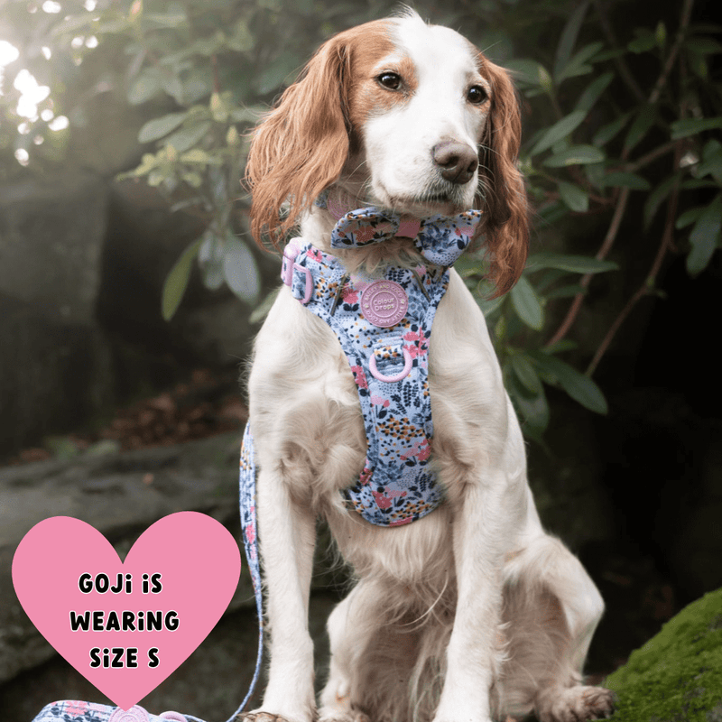 Trail & Glow Dog Harness Bundle Set - Colour Drops - Spring Dreams - Bailey and Coco (UK)