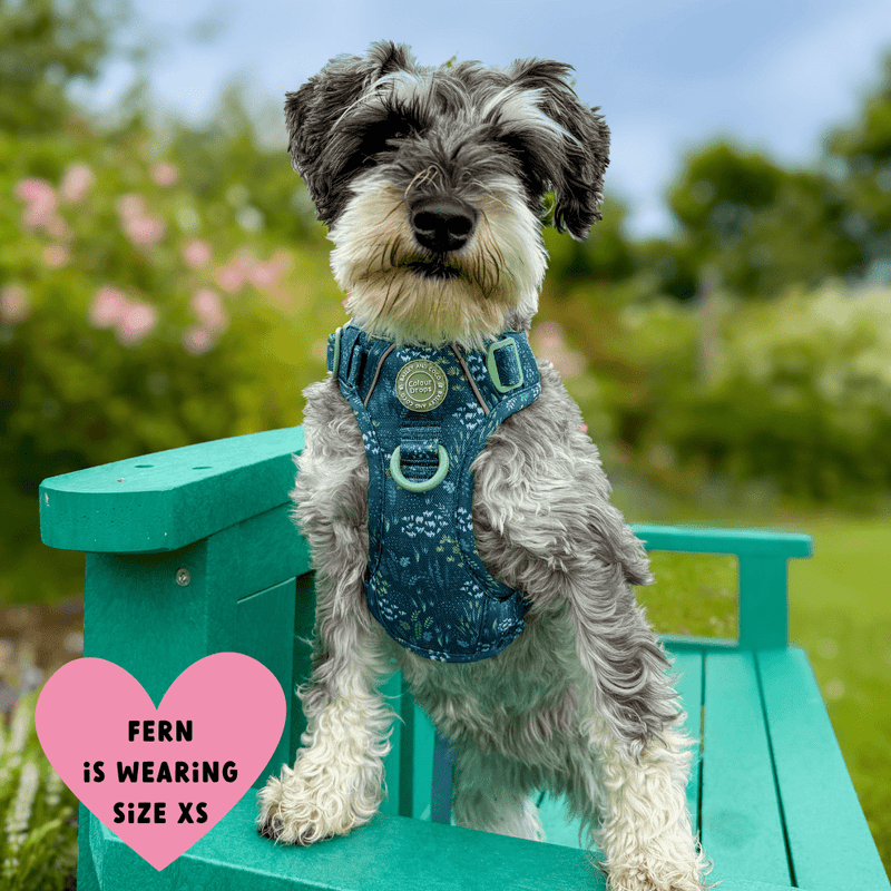 Trail & Glow® Dog Harness Bundle Set - COLOUR DROPS® - Touch Grass - Bailey and Coco (UK)