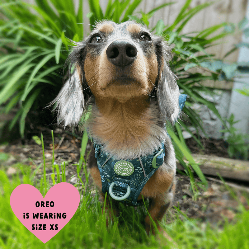 Trail & Glow® Dog Harness Bundle Set - COLOUR DROPS® - Touch Grass - Bailey and Coco (UK)