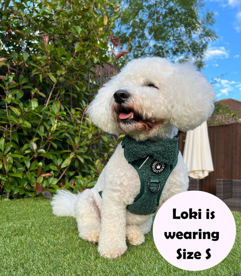 Trail & Glow® Dog Harness Bundle Set - Emerald Teddy - Bailey and Coco (UK)