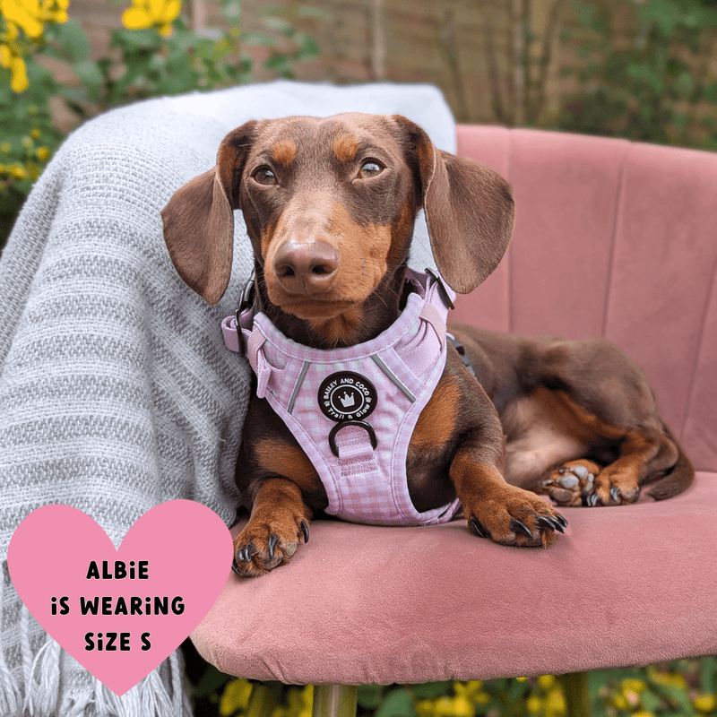 Trail & Glow® Dog Harness Bundle Set - Gingham Dreams - Bailey and Coco (UK)