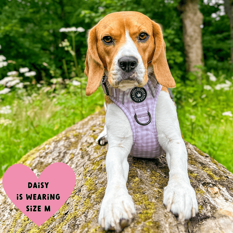 Trail & Glow® Dog Harness Bundle Set - Gingham Dreams - Bailey and Coco (UK)