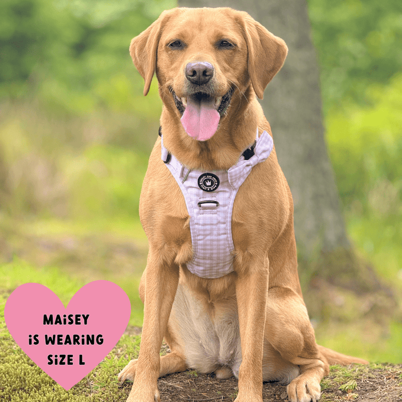 Trail & Glow® Dog Harness Bundle Set - Gingham Dreams - Bailey and Coco (UK)