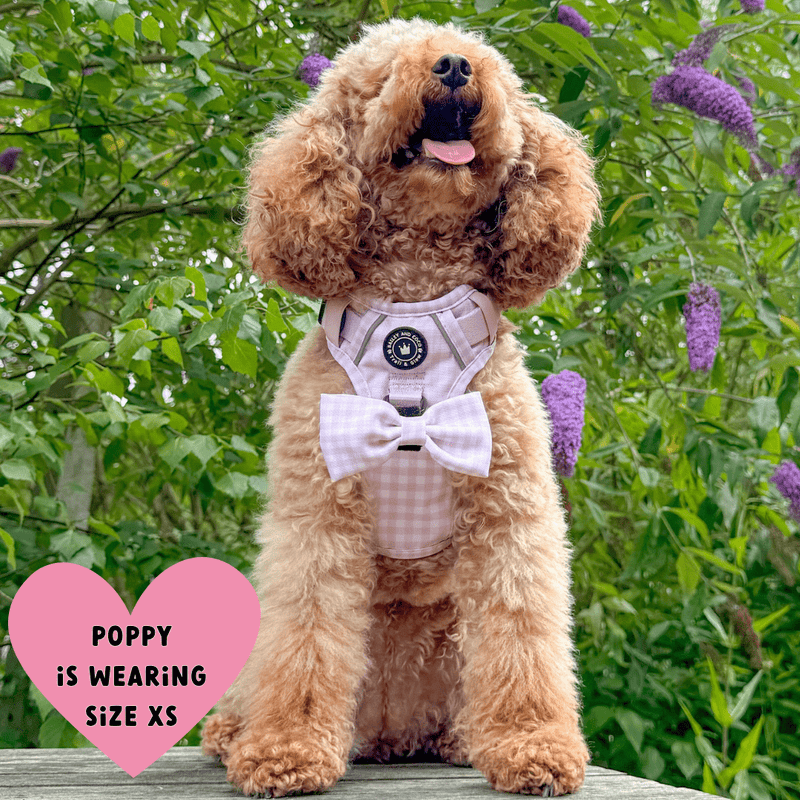 Trail & Glow® Dog Harness Bundle Set - Gingham Dreams - Bailey and Coco (UK)