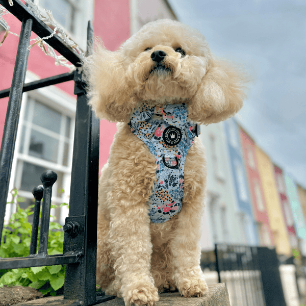 Trail & Glow® Dog Harness Bundle Set - Spring Dreams - alternate view
