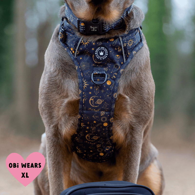 best dog harness for labrador