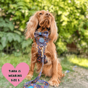 Trail & Glow Dog Harness - COLOUR DROPS® - Bewitched - Bailey and Coco (UK)