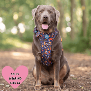 Trail & Glow Dog Harness - COLOUR DROPS® - Bewitched - Bailey and Coco (UK)