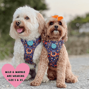 Trail & Glow Dog Harness - COLOUR DROPS® - Bewitched - Bailey and Coco (UK)