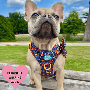 Trail & Glow Dog Harness - COLOUR DROPS® - Bewitched - Bailey and Coco (UK)