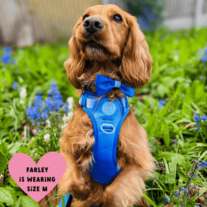 Trail & Glow Dog Harness - COLOUR DROPS® - Head in the Clouds - Bailey and Coco (UK)
