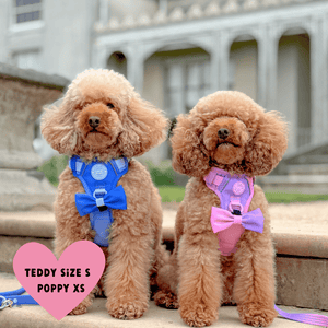 Trail & Glow Dog Harness - COLOUR DROPS® - Head in the Clouds - Bailey and Coco (UK)