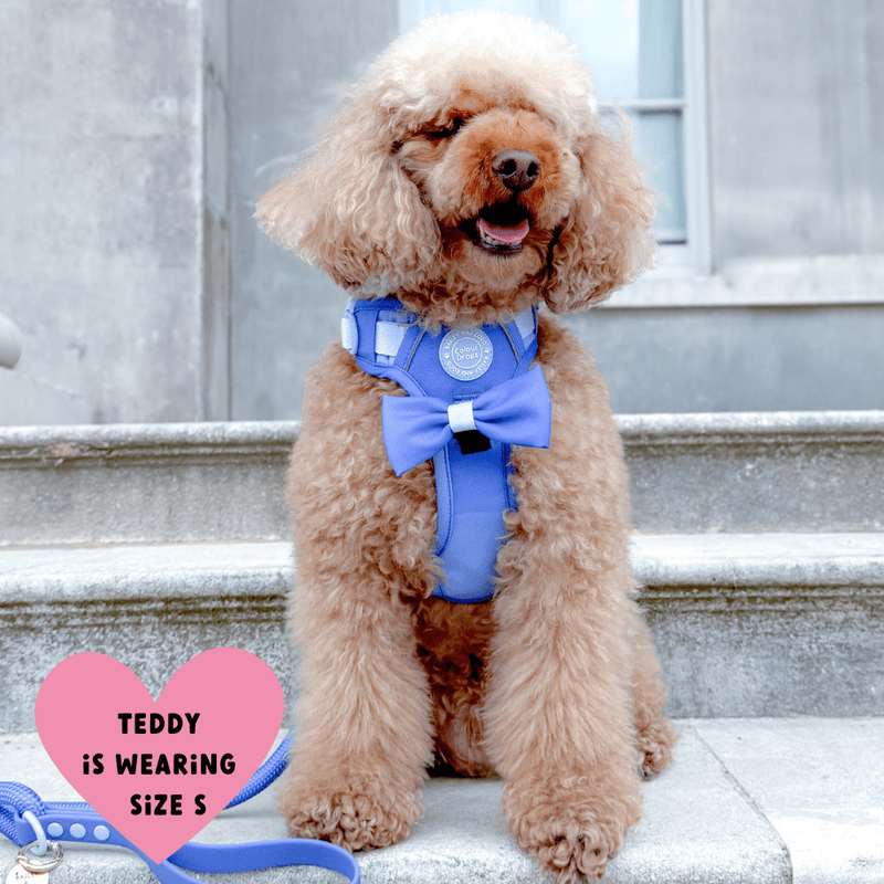 Trail & Glow Dog Harness - COLOUR DROPS® - Head in the Clouds - Bailey and Coco (UK)