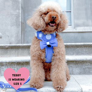 Trail & Glow Dog Harness - COLOUR DROPS® - Head in the Clouds - Bailey and Coco (UK)