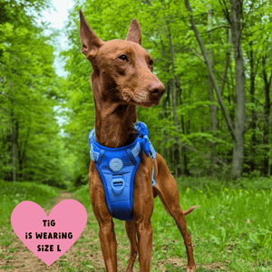 Trail & Glow Dog Harness - COLOUR DROPS® - Head in the Clouds - Bailey and Coco (UK)