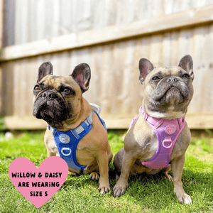 Trail & Glow Dog Harness - COLOUR DROPS® - Head in the Clouds - Bailey and Coco (UK)