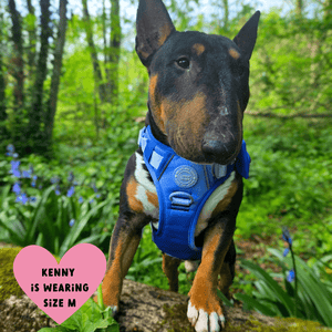 Trail & Glow Dog Harness - COLOUR DROPS® - Head in the Clouds - Bailey and Coco (UK)