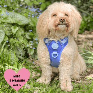 Trail & Glow Dog Harness - COLOUR DROPS® - Head in the Clouds - Bailey and Coco (UK)