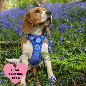 Trail & Glow Dog Harness - COLOUR DROPS® - Head in the Clouds - Bailey and Coco (UK)