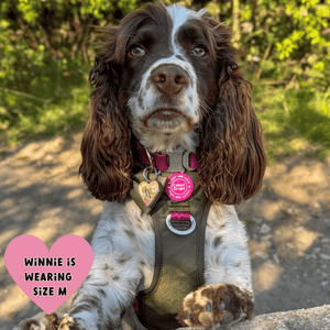 Trail & Glow Dog Harness - COLOUR DROPS® - Hot Khaki - Bailey and Coco (UK)