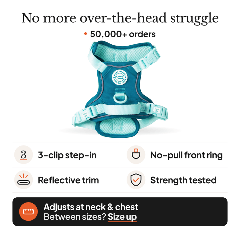 Trail & Glow Dog Harness - COLOUR DROPS® - Ice Teal - Bailey and Coco (UK)