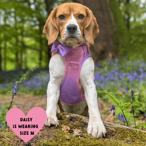 Trail & Glow Dog Harness - COLOUR DROPS® - Love that for you - Bailey and Coco (UK)
