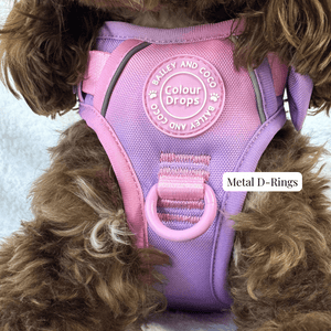 Trail & Glow Dog Harness - COLOUR DROPS® - Love that for you - Bailey and Coco (UK)