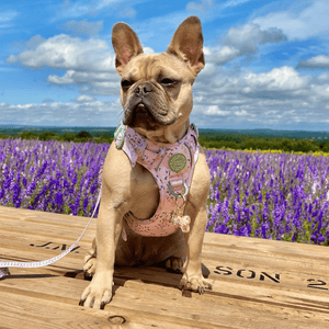 Trail & Glow Dog Harness - COLOUR DROPS® - Pick Me - Bailey and Coco (UK)