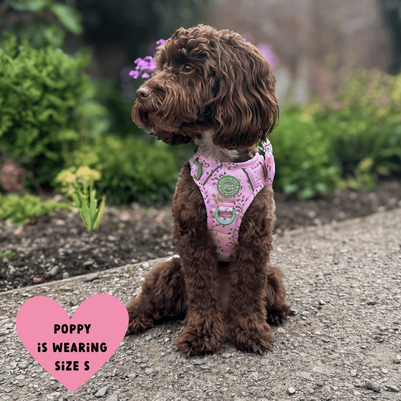 Trail & Glow Dog Harness - COLOUR DROPS® - Pick Me - Bailey and Coco (UK)